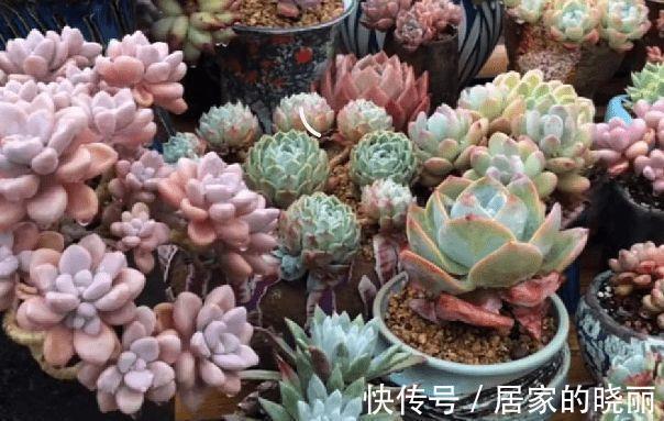 阳台上|想要让多肉形象好,就应该及时的砍头,砍头后要注意这些细节