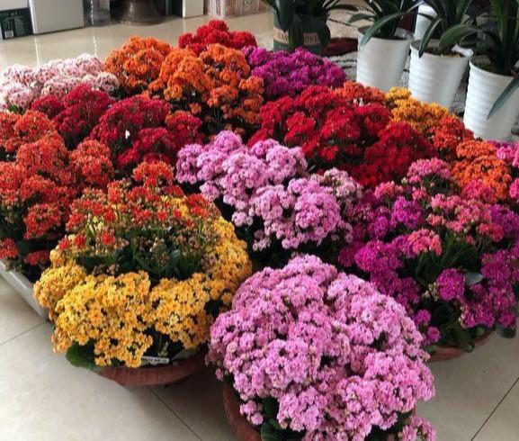 叶片|长寿花“半死不活”僵一年3点大营救,浇点促花肥,花苞挤满盆