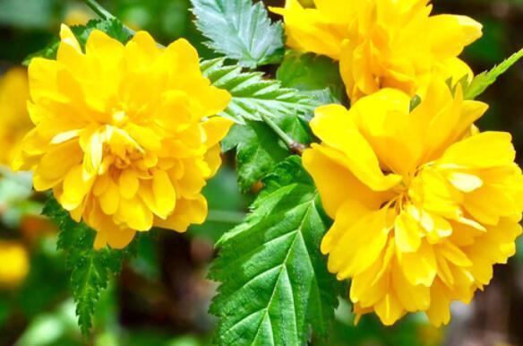 在家中养上一盆“它”不但好养,开花色泽亮丽,简单好养爆盆