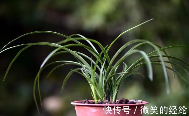 兰苗|怎么判断兰花缺少氮磷钾?学会这三招,养不好兰花都难