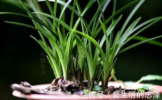 家养|夏天养兰花,究竟能不能淋雨?兰友:最怕这样淋