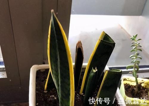 育苗|天冷扦插花草，技术再娴熟也没用，只有做到这些才能早生根发芽