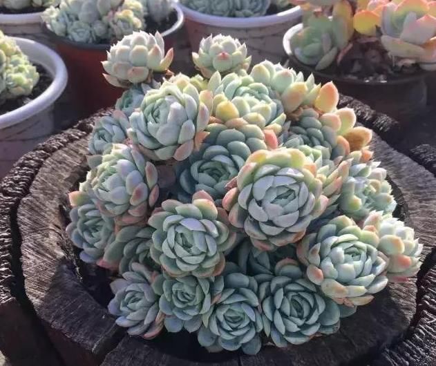  养肉|养肉人的初心：喜欢多肉的这几年，你变了吗？