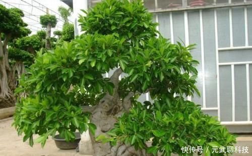 浇灌|养榕树盆景,掌握“4点”技巧,颜值常年在线,花开培养成老桩