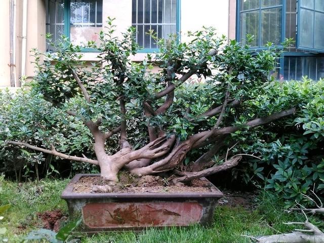 家养一盆枸骨盆景，叶片青翠风景好，从年头赏到年尾！