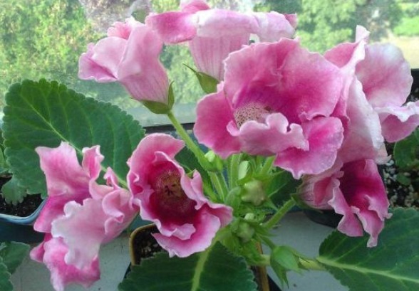 让大岩桐开花多且鲜艳的小秘诀，方法简单，值得收好