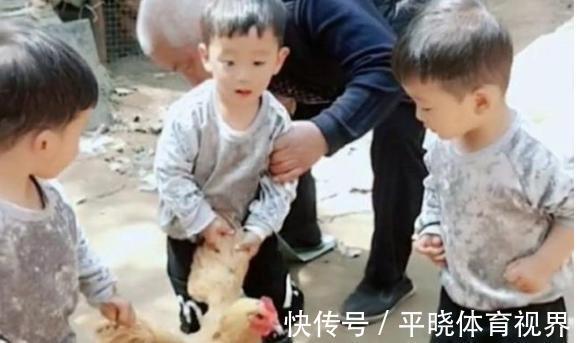 农村|三胞胎兄弟回农村,一起“合谋”杀鸡不松手,气坏爷爷笑翻了妈妈