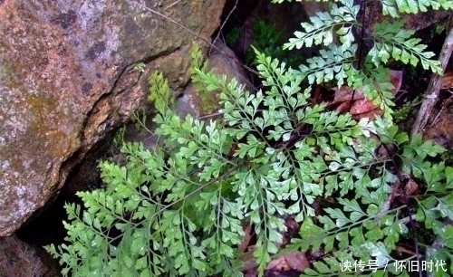 功效|农村这种常见的野草,有很好的清热解毒和止血的功效,见到要珍惜