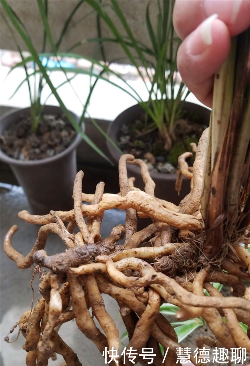  根系|兰花根上“5个螺”，近看“老卢头”，赶紧剪掉保命！
