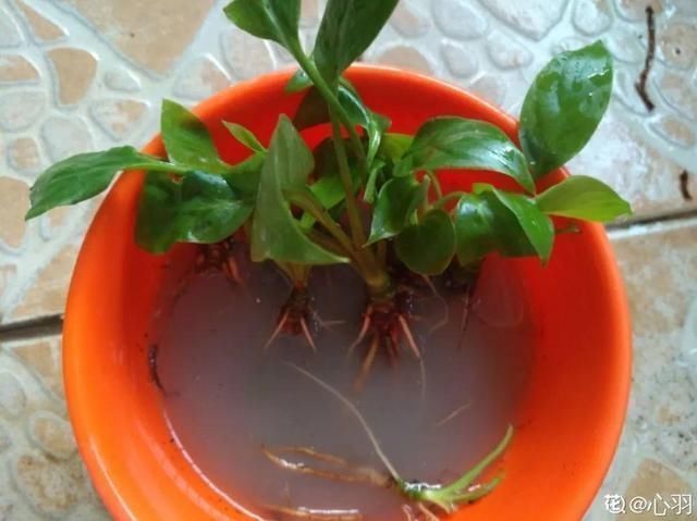 桂花|公认难养的20种花，养一盆死一盆，下次还敢买