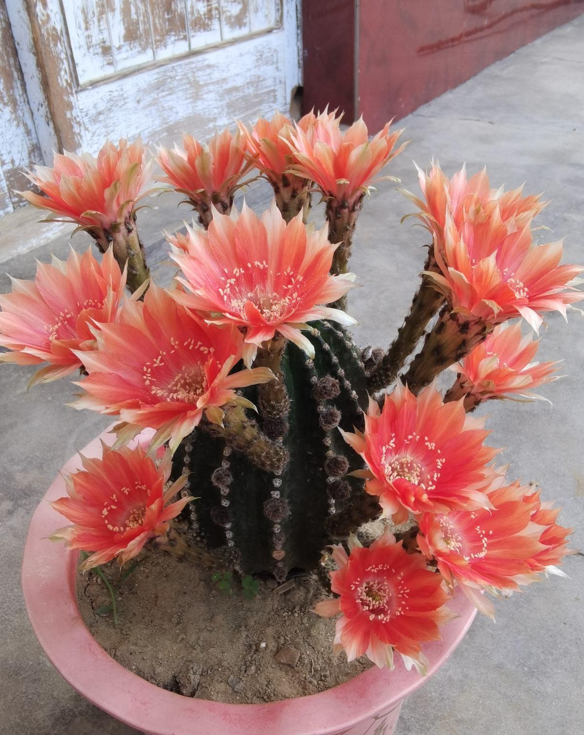 过敏|前方有花粉，花粉过敏者请小心！当然，也有花对你友好