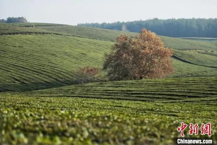 东方文明#东西问 | 綦天柱：从“喝茶”到“防疫”，东西文明交流如何跨越文化鸿沟？