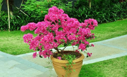 冬季能把花浇死,照样也能把花浇出状态