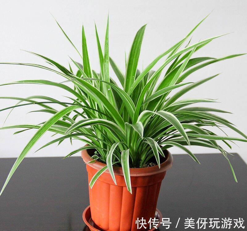 叶片|9种养不死的花,绿萝只能排最后,再养不活就剁手吧