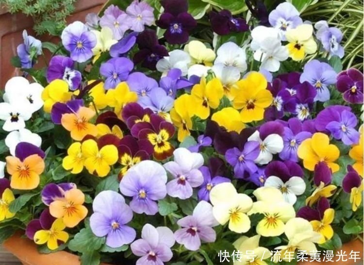 光照|4种花,漂亮又好养,开花爆盆很简单,满树都是花朵