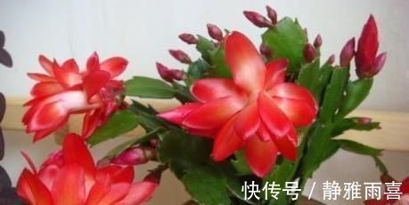 爆盆|养蟹爪兰做好三点，叶肥根壮，开花爆盆，养不好已成过去