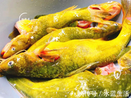 无论炖什么鱼,都不要放这2种料,放错了鱼又腥又难吃,还没营养