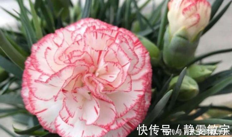 茶花|4种花养家里,沾土就活,开花又大又艳,比牡丹美
