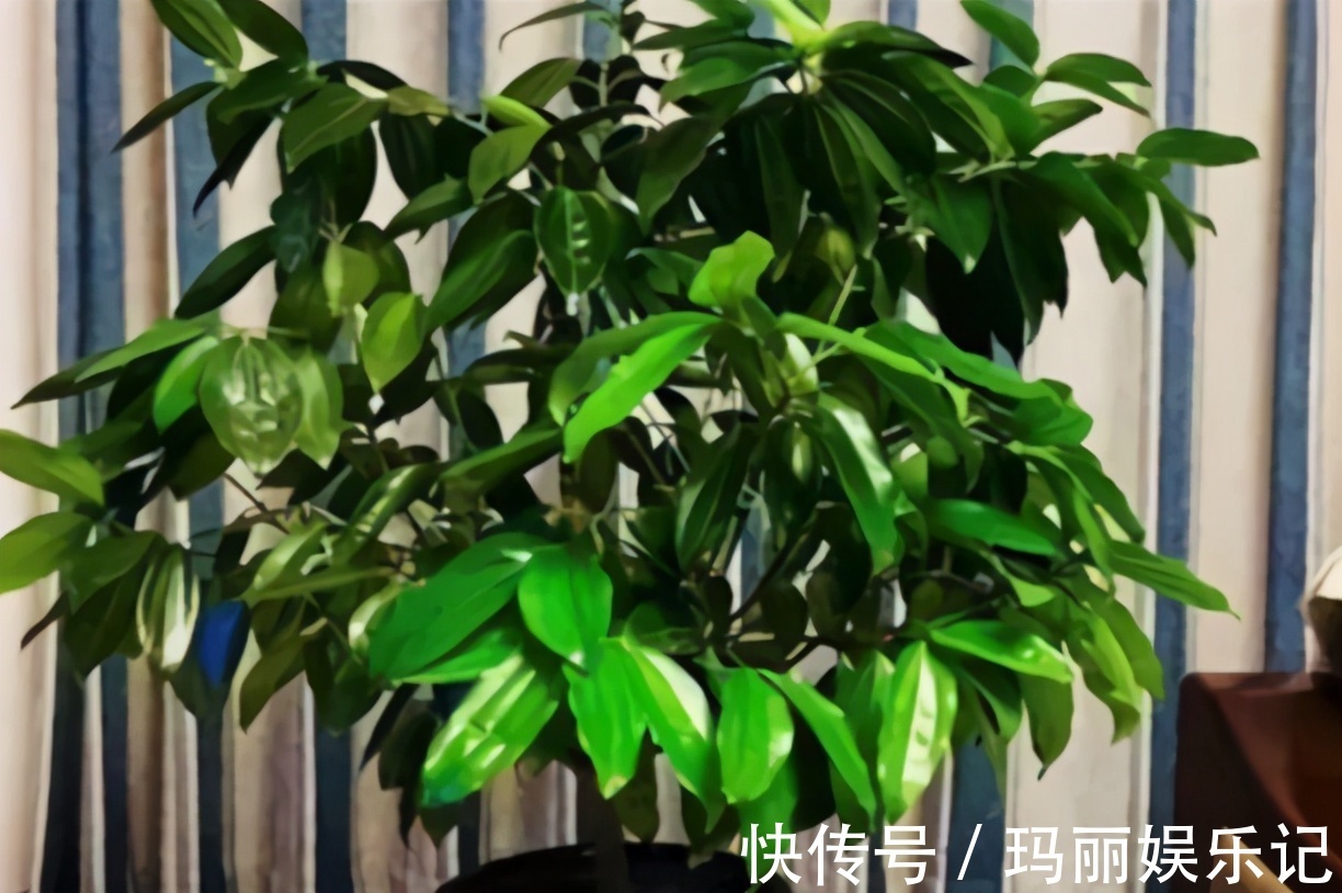 客厅养开花植物不合适,养3种绿叶树,不仅寓意好,还能净化空气