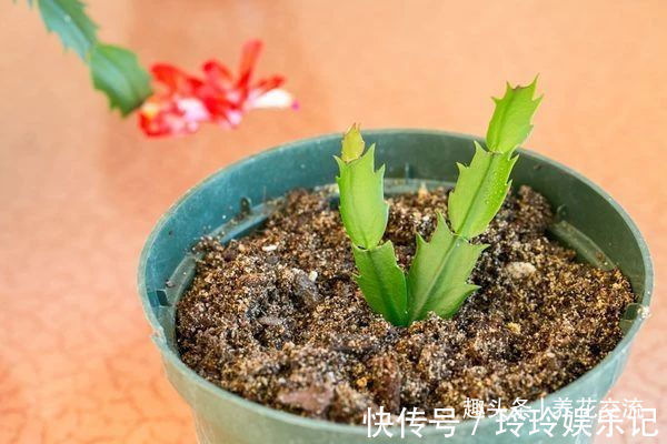 养盆栽蟹爪兰掌握10点就足够,看完就知道为啥叶子干瘪、不开花