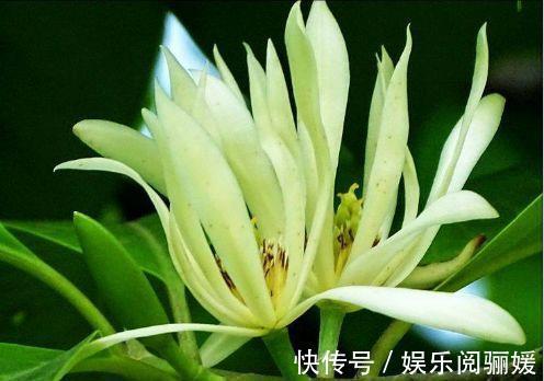 观赏价值|花色繁多易爆盆,四季花开不断,满屋飘香,好养易活胜菊花