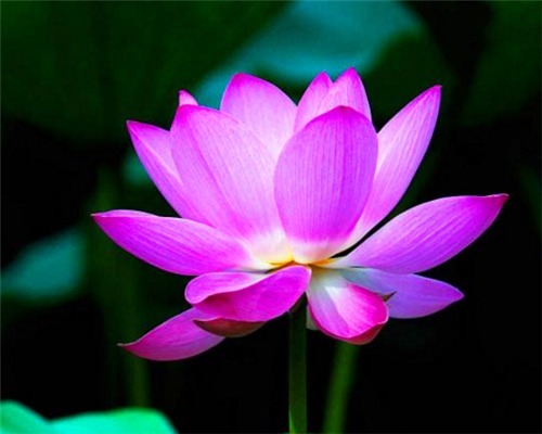 花卉如何度过多雨季节教你需要预防的3件事，别说没提醒