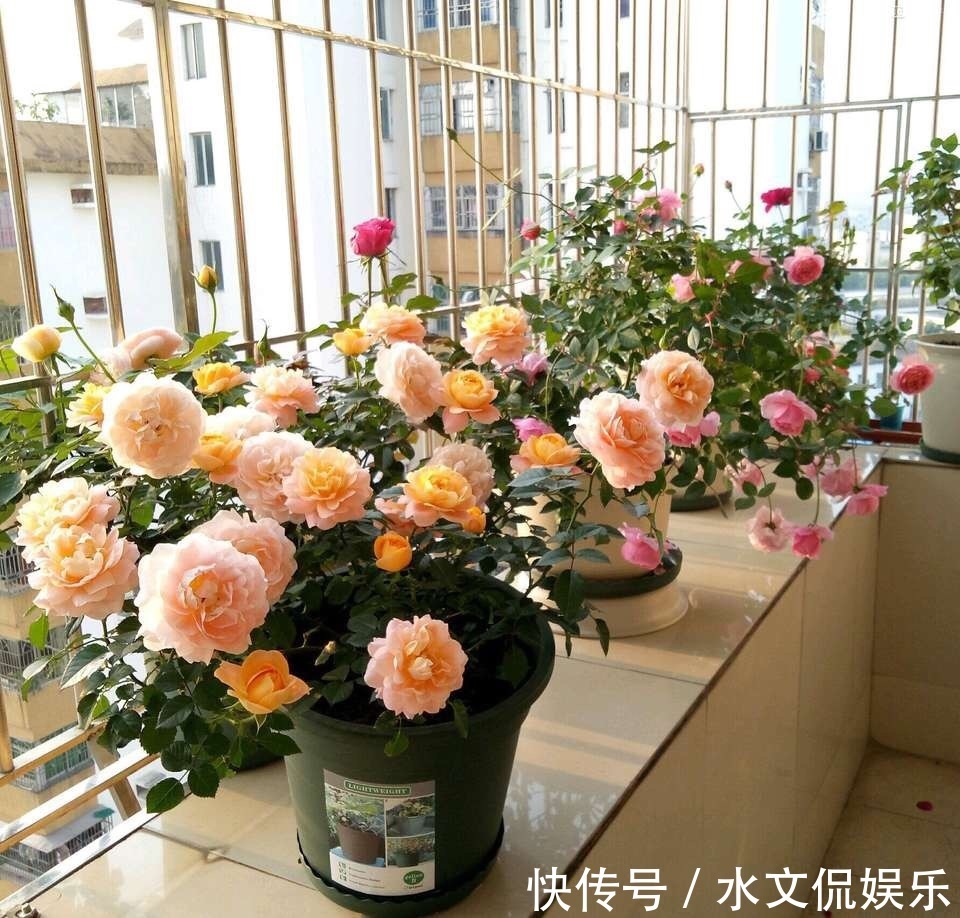 花芽|阴雨天来了，月季黑斑、卷叶子，赶紧剪、喷点药，半月就开花