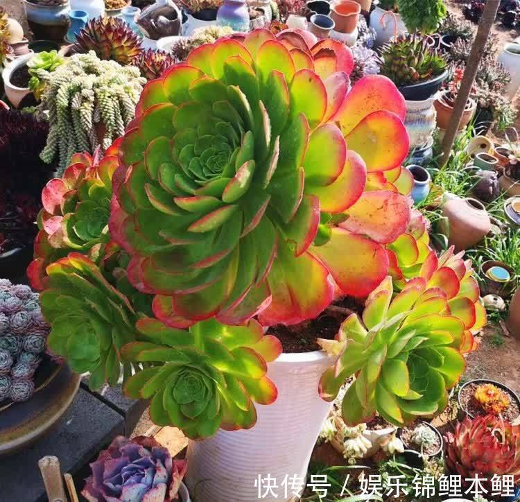 养殖|养多肉有3个基础要领，盆栽法师，再多注意2细节，轻松养好