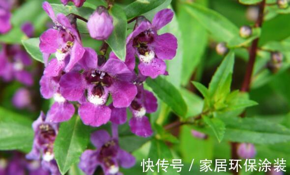 花色|农历7月10日开始,养花养个耐看的,花色繁多,花型奇特美丽