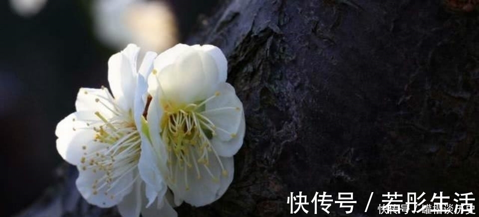 诗人&一首经典的咏梅诗，看似在赞美江南的梅花，其实是另有深意