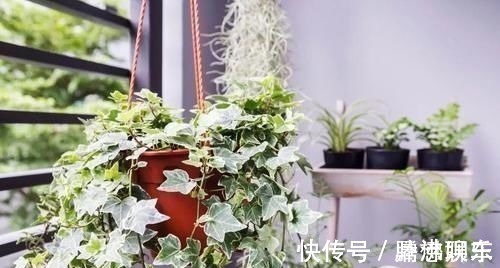 室内|17种适合生长在弱光处的室内植物，可以摆放在家里的任何角落