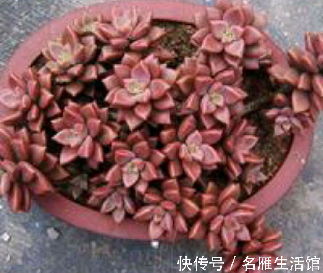 多肉|不怕晒的多肉有哪些?容姐给你推荐7种,看你喜欢哪种?
