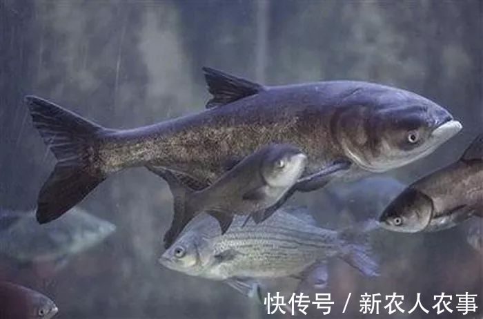 包头鱼|一米长40斤重，安徽一男子钓获“花鲢王”，网友：鱼头就够吃几顿