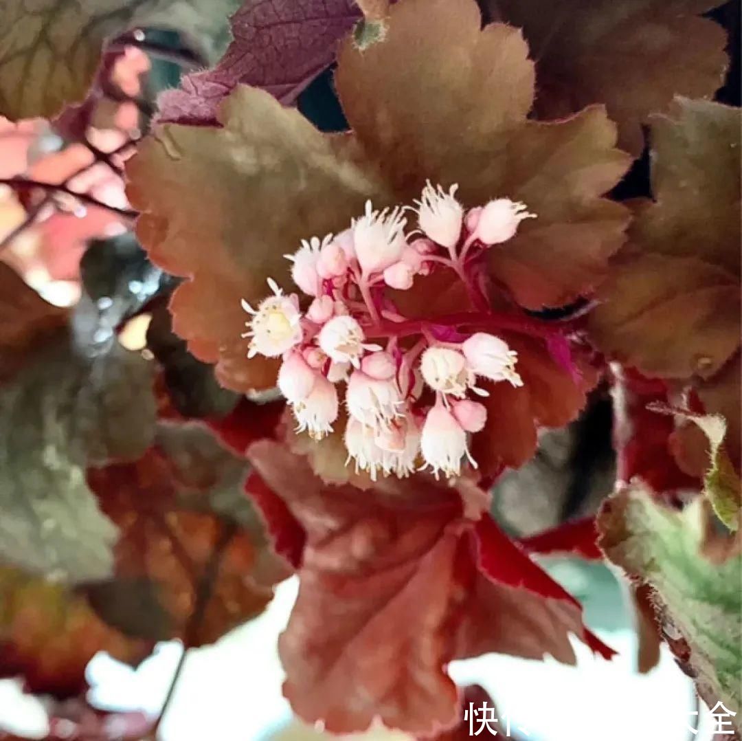 花苞|3种花，开花就会死，长花苞就赶紧剪掉