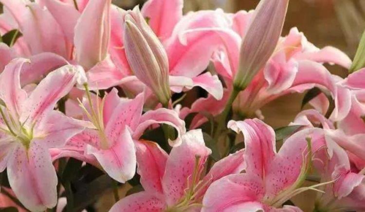 4种花很爱开花,一养就“花开满盆”,漂亮又好养活!