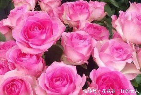 养花|新手养花,不如养盆花中精品“糖果雪山”,花开清新淡雅