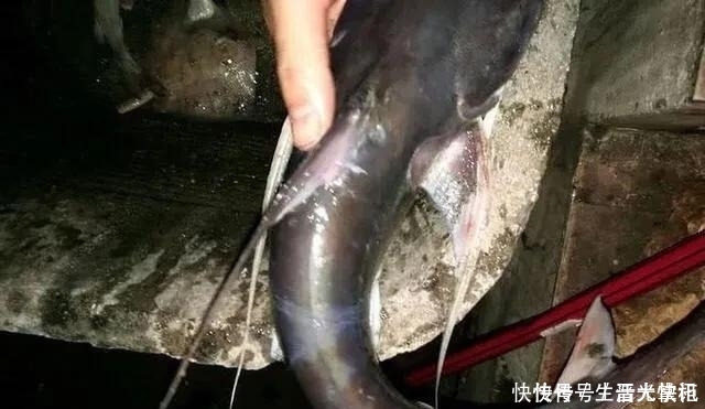 小心|此鱼“碰不得”,以后再钓到这种鱼要格外小心,本地人叫骨鱼