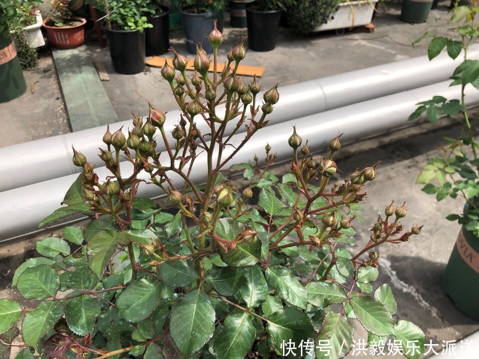 植株|想让月季开花多,记住5月做好“几件事”,花苞一茬又一茬