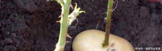 养花给花卉喂点土豆,比花肥还好用,让花卉蹭蹭长!