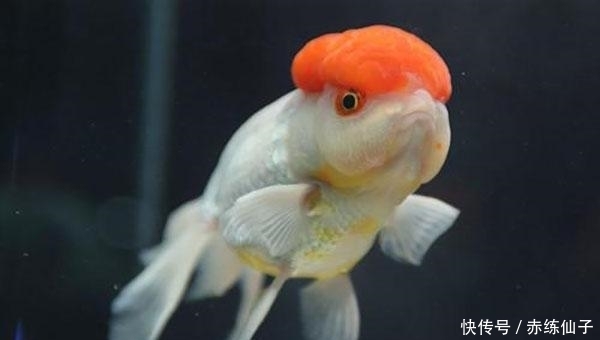 水泡金鱼眼睛边充血