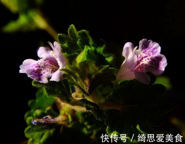 此花生命力顽强,药用价值极高,寓意留心沿途的美景