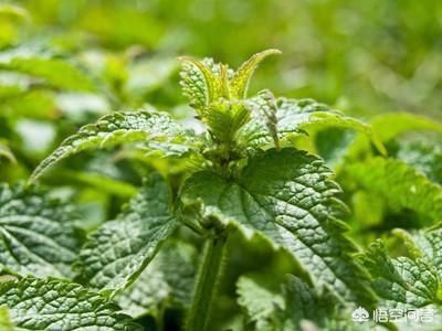 为什么现在有些人开始吃桑叶了,吃这个东西什么用