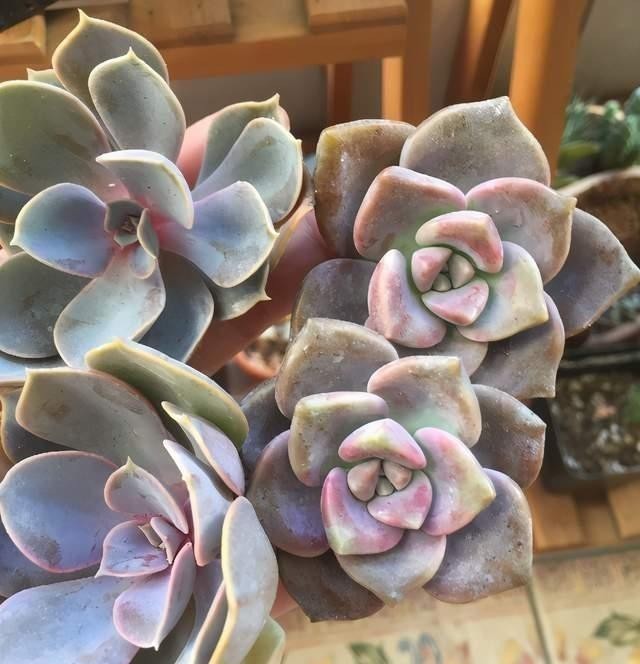 养护|紫乐多肉不一般,颜色漂亮又好养,冬天打理好了还能变成老桩