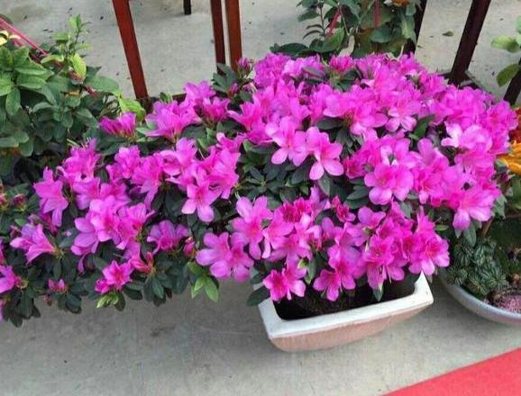 盆栽养殖云锦杜鹃,多注意4个要点,开花量大、色艳、香味浓郁