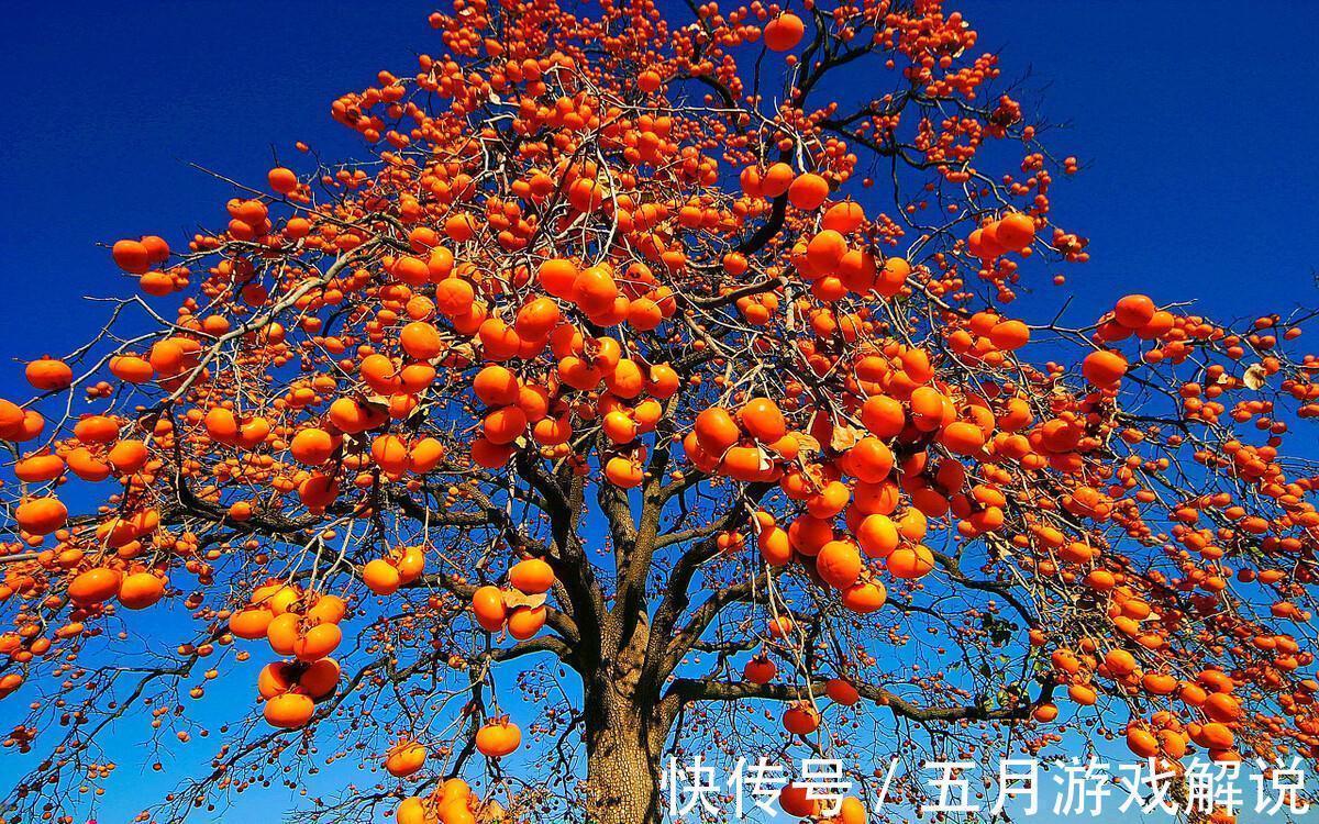 罗汉松|7种树“进宅”,旺财镇宅,延绵百年,家里有地方,一定养一棵