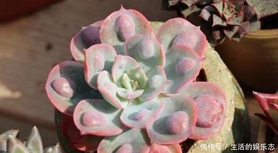 学问|给多肉浇水是门学问,5种方法,让你弄清楚该如何正确补水!