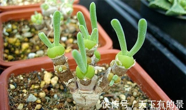 玉露|这“三多肉”怕日晒，放在封闭房间，叶片肥美不徒长，依旧长得旺