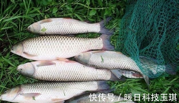 青草|野钓鲤鱼和草鱼,这两个打窝小技巧,能让诱鱼效果翻一倍