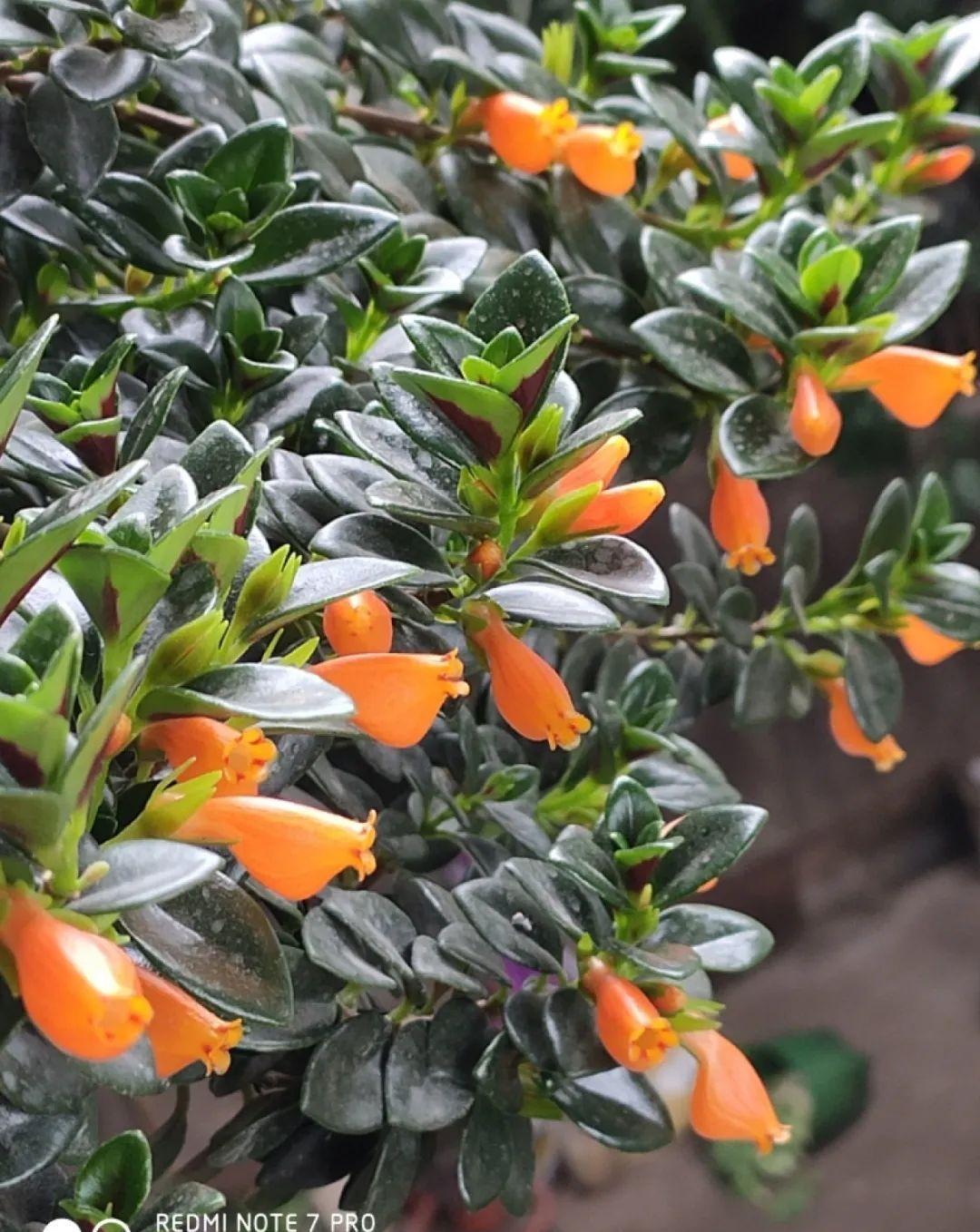 这盆吊兰养2年，年年开满小金鱼，大吉大利好喜气