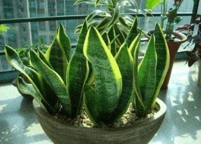 虎皮兰喜欢吃“白色”小颗粒,30天喂一次,新芽挤破盆